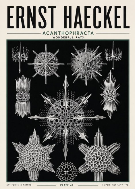 Ernst Haeckel Acanthophracta - Wonderful Rays No5 - Affiche