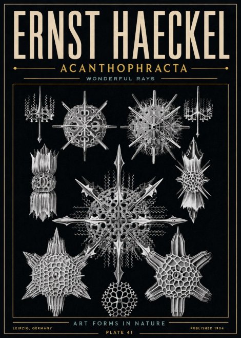 Ernst Haeckel Acanthophracta - Wonderful Rays No6 - Affiche