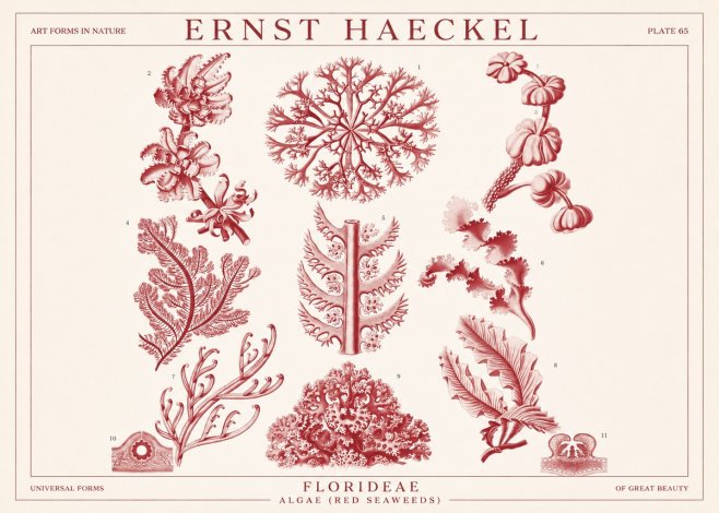 Ernst Haeckel Florideae (Red Seaweeds) No1 - Affiche