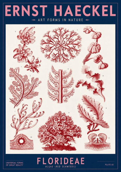 Ernst Haeckel Florideae (Red Seaweeds) No2 - Affiche