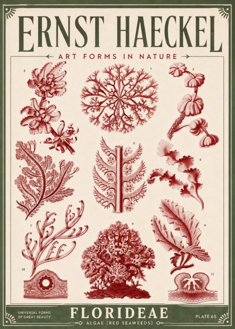 Ernst Haeckel Florideae (Red Seaweeds) No6 - Affiche