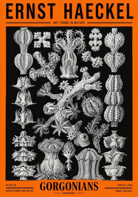 Ernst Haeckel Gorgonians No2 - Affiche