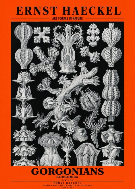 Ernst Haeckel Gorgonians No3 - Affiche