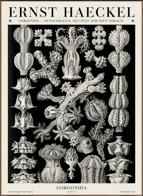 Ernst Haeckel Gorgonians No6 - Affiche