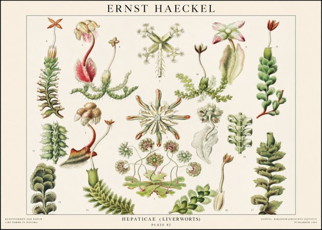 Ernst Haeckel Hepaticae (Liverworts) - Plate 82 No1 - Affiche