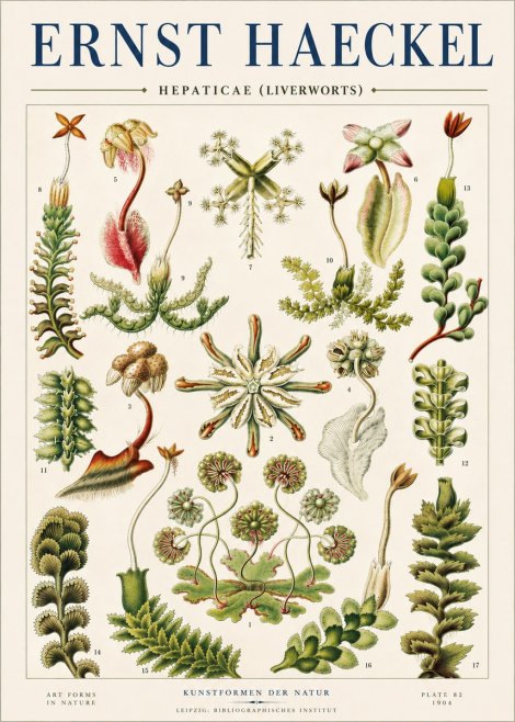 Ernst Haeckel Hepaticae (Liverworts) - Plate 82 No4 - Affiche
