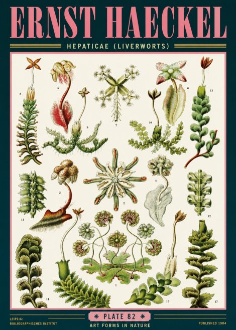 Ernst Haeckel Hepaticae (Liverworts) - Plate 82 No6 - Affiche