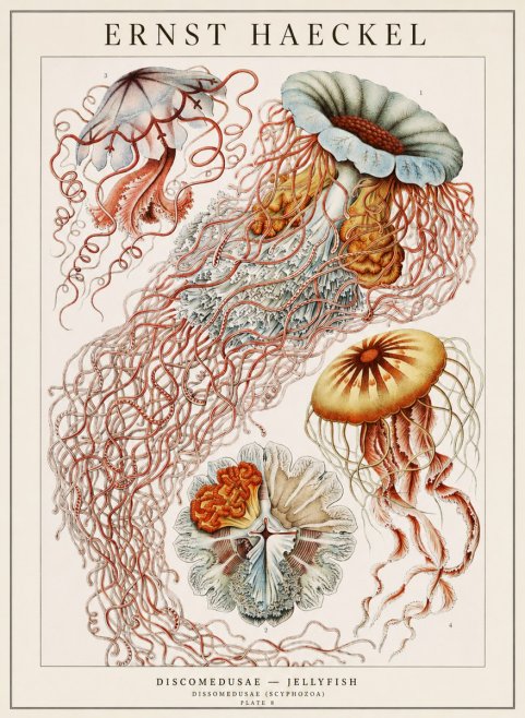 Ernst Haeckel Discomedusae — Jellyfish No1 - Affiche