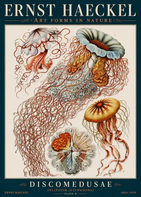 Ernst Haeckel Discomedusae — Jellyfish No4 - Affiche