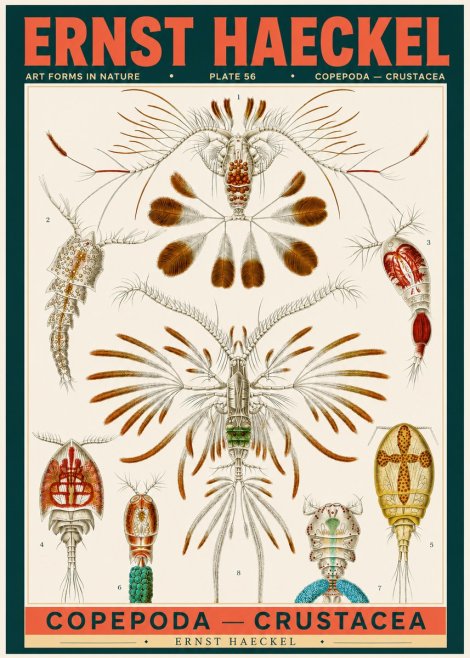 Ernst Haeckel Copepoda — Crustacea Plate 56 No2 - Affiche