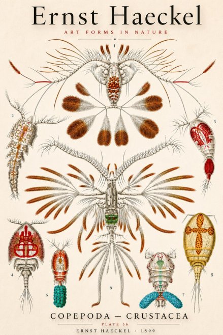 Ernst Haeckel Copepoda — Crustacea Plate 56 No3 - Affiche