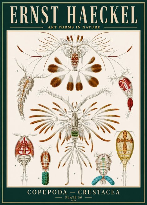 Ernst Haeckel Copepoda — Crustacea Plate 56 No4 - Affiche