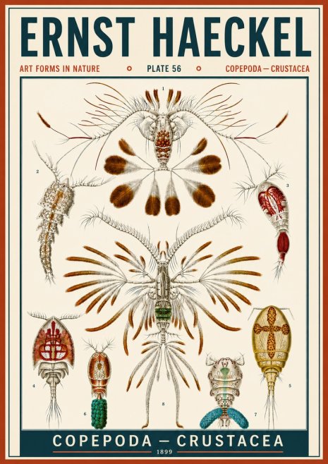 Ernst Haeckel Copepoda — Crustacea Plate 56 No6 - Affiche