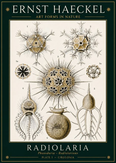 Ernst Haeckel Radiolaria - Plate 1 - Ciregonia No3 - Affiche