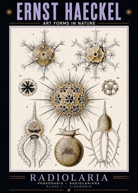 Ernst Haeckel Radiolaria - Plate 1 - Ciregonia No5 - Affiche