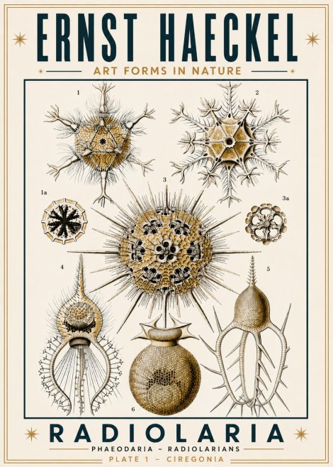 Ernst Haeckel Radiolaria - Plate 1 - Ciregonia No6 - Affiche