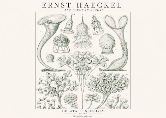 Ernst Haeckel Ciliata - Infusoria - Plate 3 No1 - Affiche