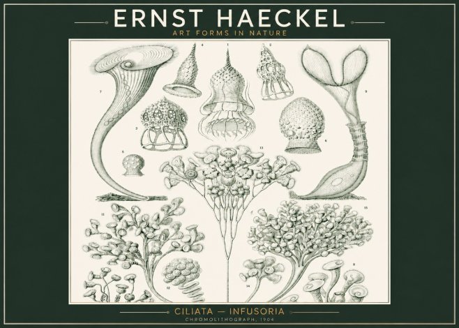 Ernst Haeckel Ciliata - Infusoria - Plate 3 No2 - Affiche