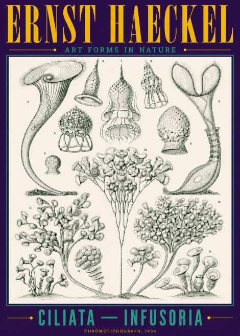 Ernst Haeckel Ciliata - Infusoria - Plate 3 No4 - Affiche