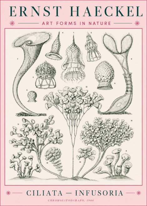 Ernst Haeckel Ciliata - Infusoria - Plate 3 No5 - Affiche