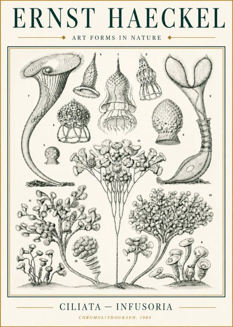 Ernst Haeckel Ciliata - Infusoria - Plate 3 No6 - Affiche