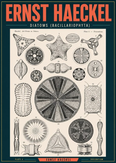 Ernst Haeckel Diatoms (Bacillariophyta) Plate 4 – Triceratium No2 - Affiche