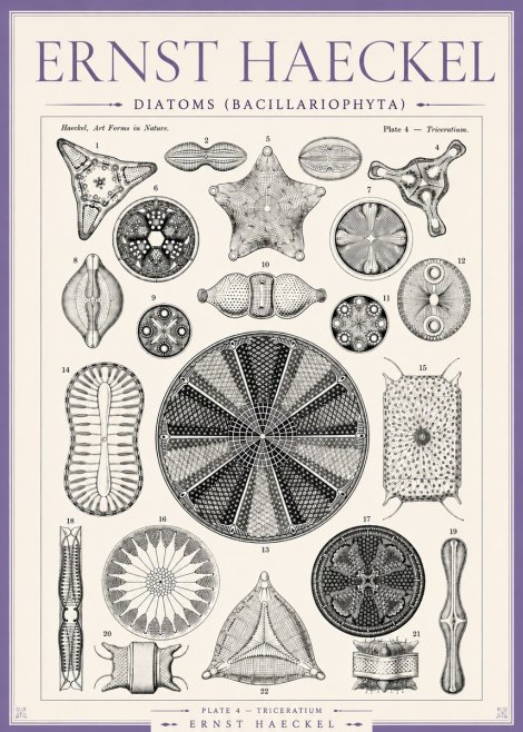Ernst Haeckel Diatoms (Bacillariophyta) Plate 4 – Triceratium No3 - Affiche