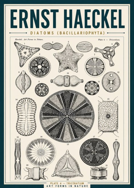 Ernst Haeckel Diatoms (Bacillariophyta) Plate 4 – Triceratium No5 - Affiche