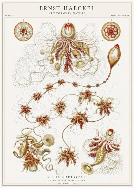 Ernst Haeckel Siphonophorae No1 - Affiche