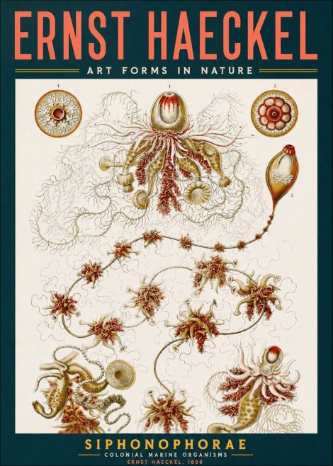 Ernst Haeckel Siphonophorae No2 - Affiche