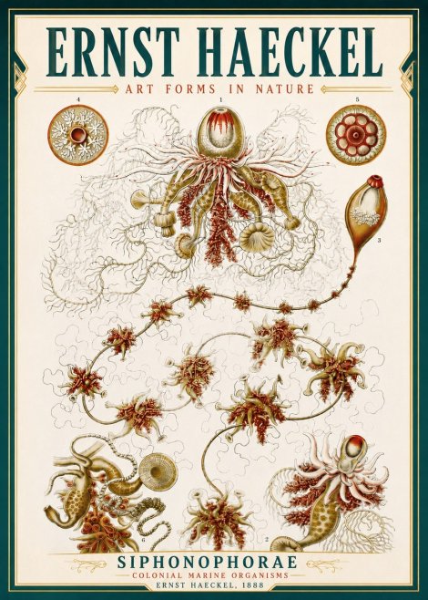 Ernst Haeckel Siphonophorae No4 - Affiche