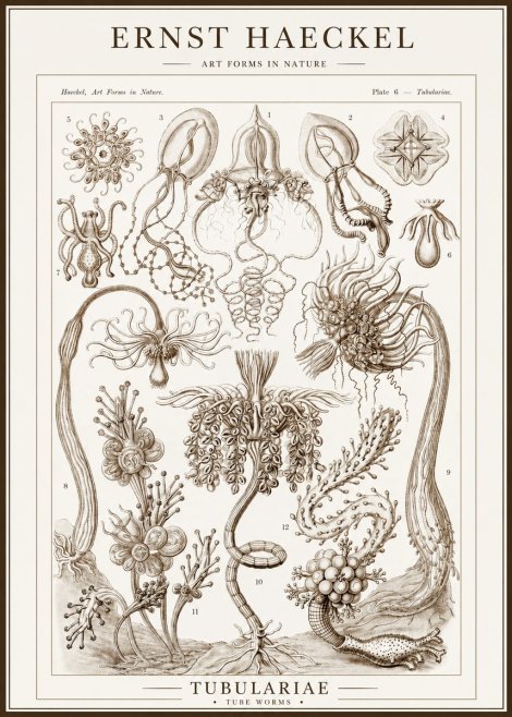 Ernst Haeckel Tubulariae No1 - Affiche