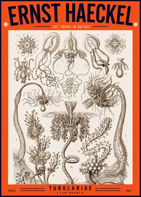 Ernst Haeckel Tubulariae No2 - Affiche