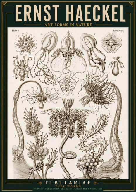 Ernst Haeckel Tubulariae No3 - Affiche