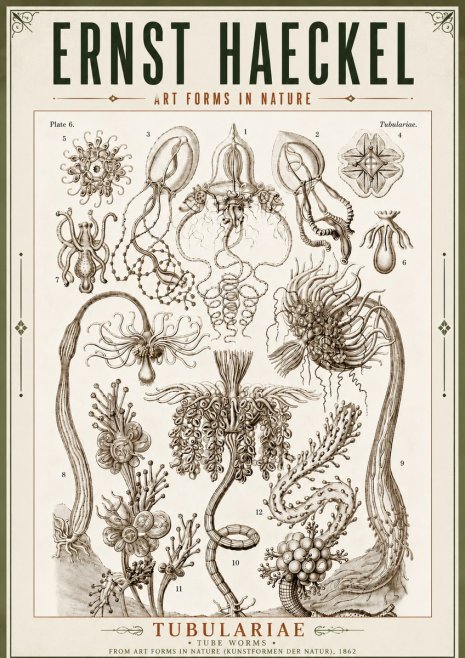 Ernst Haeckel Tubulariae No5 - Affiche