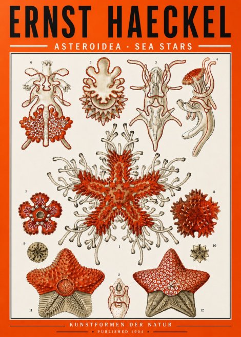 Ernst Haeckel Asteroidea. Sea Stars No5 - Affiche