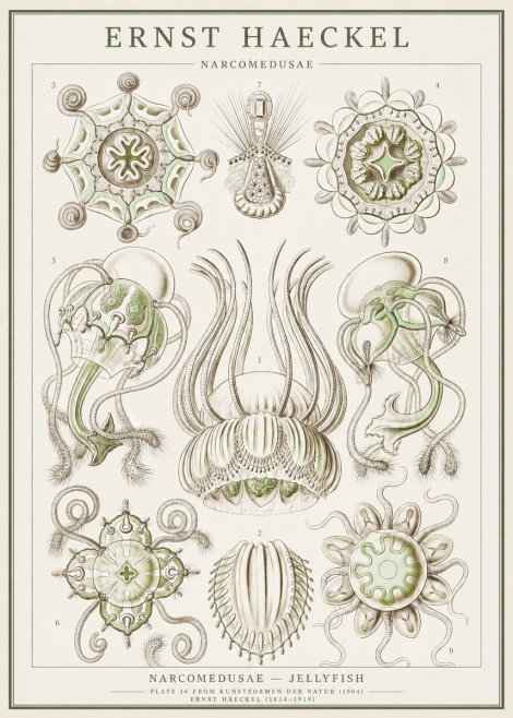 Ernst Haeckel Narcomedusae - Jellyfish No1 - Affiche