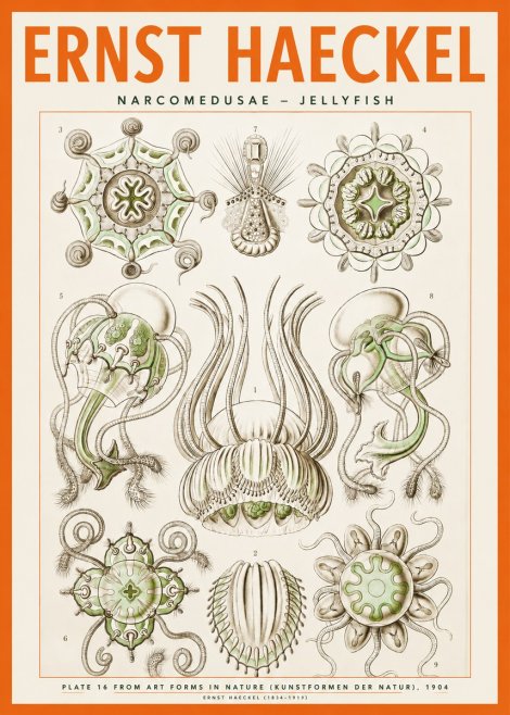 Ernst Haeckel Narcomedusae - Jellyfish No2 - Affiche