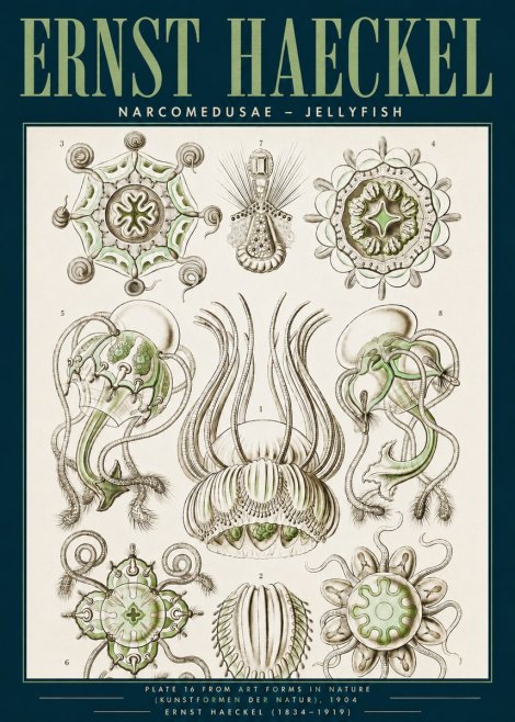 Ernst Haeckel Narcomedusae - Jellyfish No3 - Affiche