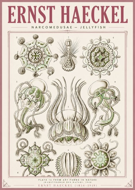 Ernst Haeckel Narcomedusae - Jellyfish No4 - Affiche