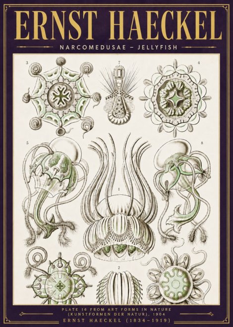 Ernst Haeckel Narcomedusae - Jellyfish No6 - Affiche