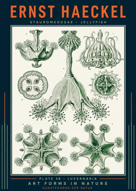 Ernst Haeckel Stauromedusae – Jellyfish No2 - Affiche