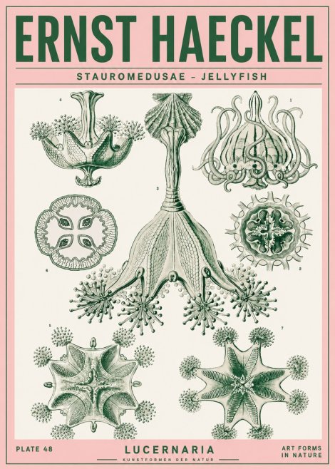 Ernst Haeckel Stauromedusae – Jellyfish No4 - Affiche
