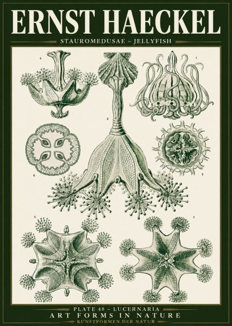 Ernst Haeckel Stauromedusae – Jellyfish No5 - Affiche