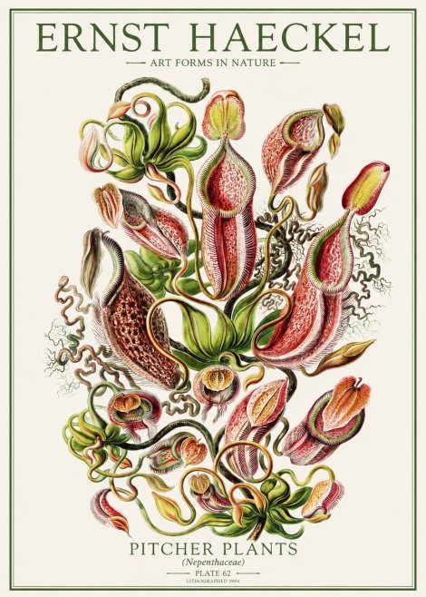 Ernst Haeckel Pitcher Plants No1 - Affiche