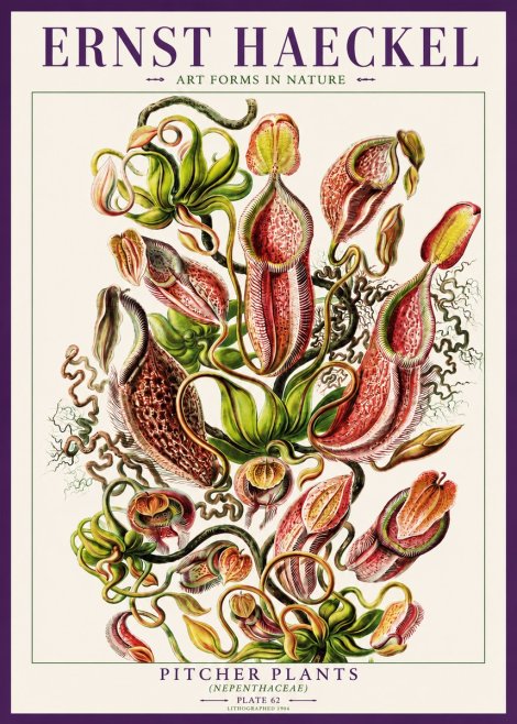 Ernst Haeckel Pitcher Plants No3 - Affiche