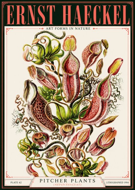 Ernst Haeckel Pitcher Plants No4 - Affiche