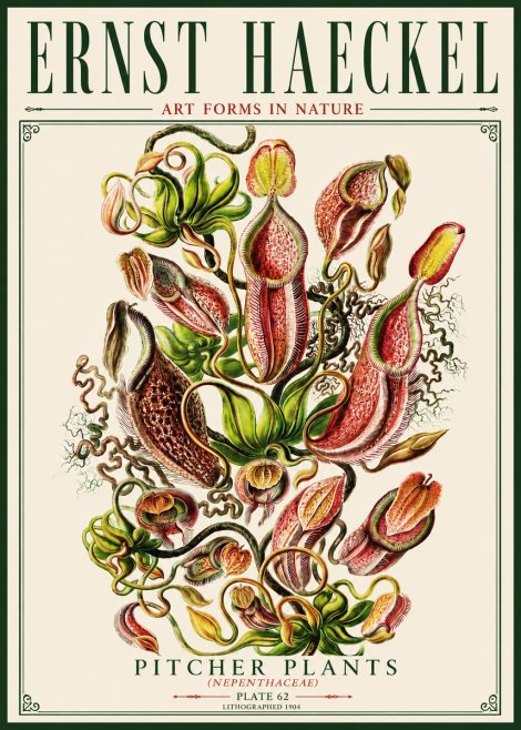 Ernst Haeckel Pitcher Plants No5 - Affiche