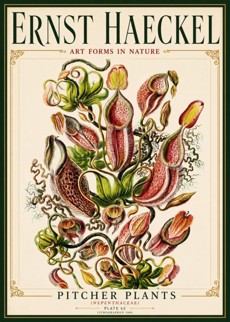 Ernst Haeckel Pitcher Plants No6 - Affiche