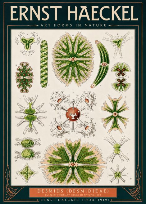 Ernst Haeckel Desmids (Desmidieae) No2 - Affiche